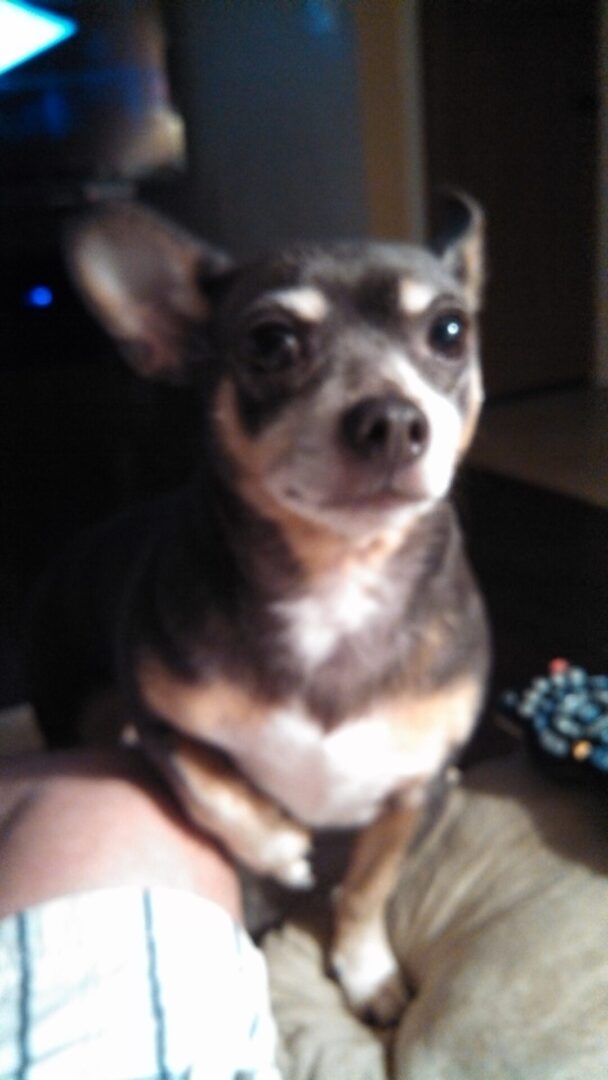 A small dog sitting on top of a table.